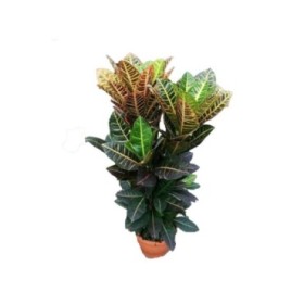 CROTON RAMIFICAT MIX M25