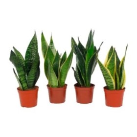 SANSEVIERIA M12- 40cm. MIX