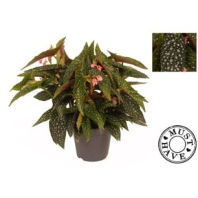 BEGONIA M17 Double Dot