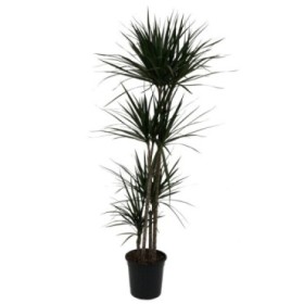 DRACAENA MARGINATA 90.60.30.15 M27 H140