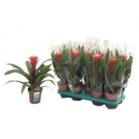 GUZMANIA  M13  HOPE