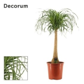 BEAUCARNEA 1tronc  M27-110cm.