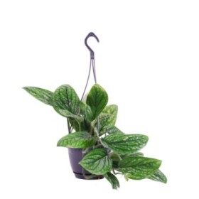 POTHOS  M15 PENJAR Marble Planet (Ho)