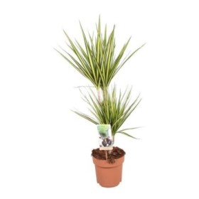 DRACAENA MARG. BICOLOR SUNRAY 45.15 M21 H80