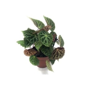 BEGONIA REX  M13  Ferox