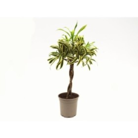 DRACAENA SANDERIANA  3 TRONCO TRENZADO M16