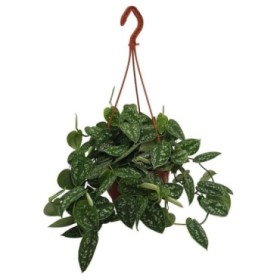 POTHOS  COLGAR  M23 MX