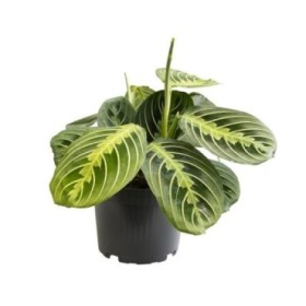 MARANTA LEUCONEURA M11 Lemon Lime