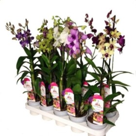 DENDROBIUM  M11- 60cm. MIX 1 varas