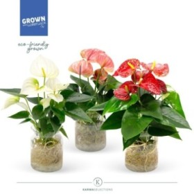 ANTHURIUM  M12 MIX CRISTAL AQUO GRANDIFLORA