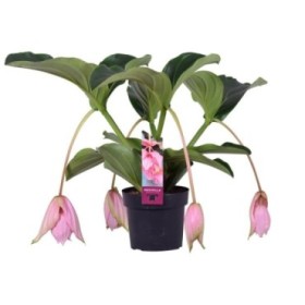 MEDINILLA MAGNIFICA  M17 4-flors