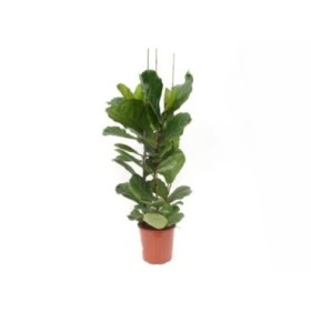 FICUS LYRATA 3plantes M22-120cm.