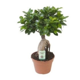 FICUS GINGEIN Ramificat M17