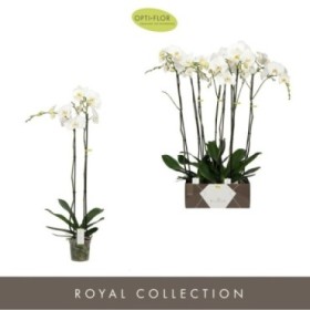 PHALAENOPSIS  M15-100cm. 2 VARAS BLANCO