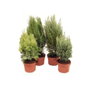 CONIFERAS  MIX  M13