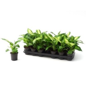 DIEFFENBACHIA  M 9