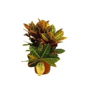 CROTON PETRA M30 Grupo