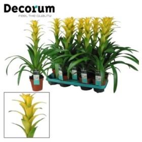 GUZMANIA  M13  HILDA groga