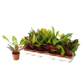 CROTON  M 9  Gold mix