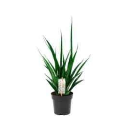 SANSEVIERIA  M12- 40cm. KIRKII FRIENDS