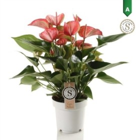 ANTHURIUM  M14 LIVIUM RED