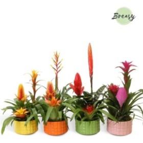 BROMELIA x 3  MIX M16 EN CERAMICA CUBA