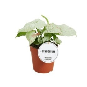 SYNGONIUM  M12 MILK CONFETTI