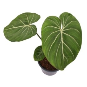 PHILODENDRON  GLORIOSUM M19 H50