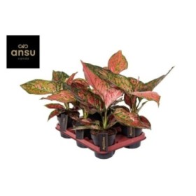 AGLAONEMA  M12 CORAL RED