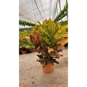 CROTON EXCELLENT M30 GRUPO