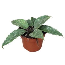 HOYA CAUDATA M10