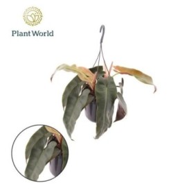 PHILODENDRON  M15 ATABENPOENSE PLATA SUSPENSION