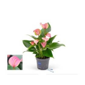 ANTHURIUM  M 9 JOLIE