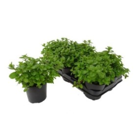 MENTHA SPICATA  M13 - MOJITO