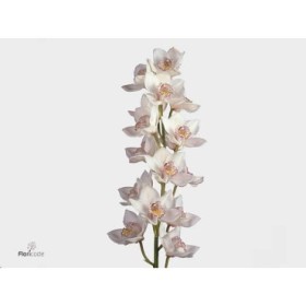 FLOR, CYMBIDIUM x9 BLANC preu vara