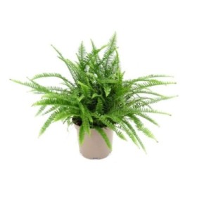 NEPHROLEPIS CORDIFOLIA 10L