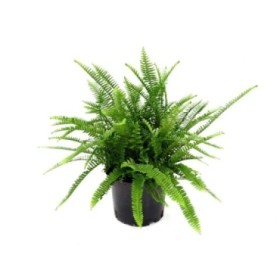 NEPHROLEPIS CORDIFOLIA  5L