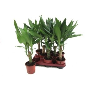 DRACAENA STEDNERII, 1 tronco M11