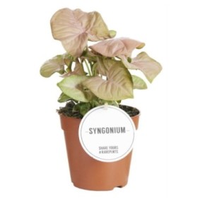 SYNGONIUM  M12 NEON ROBUSTA H20