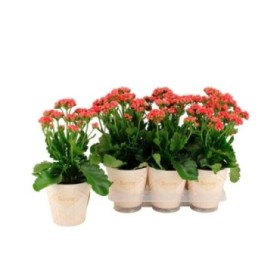 KALANCHOE SUNNY SCARLET RED M14