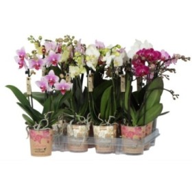 PHALAENOPSIS  M 9 KOLIBRI 3 VARAS  35cm. MIX