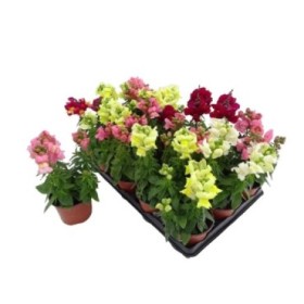 ANTIRRHINUM MAJUS 11