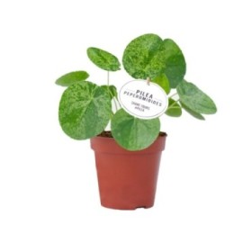 PILEA  M13 PEPEROMIOIDES Mojito