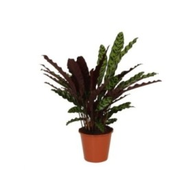 CALATHEA  M17 LANCIFOLIA