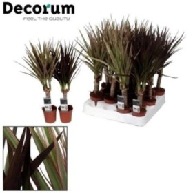 DRACAENA MARGINATA MIX tronc M 7