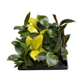 PHILODENDRON  M 6 MIX ESPECIAL