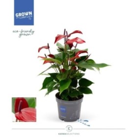 ANTHURIUM  M12 BANDEROLA LAVA