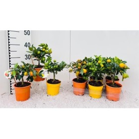 CITRUS MICROCARPA M12 H25 MIX