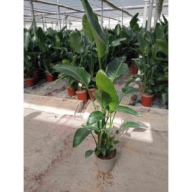 STRELITZIA AUGUSTA  M24-140cm. 3 plantes