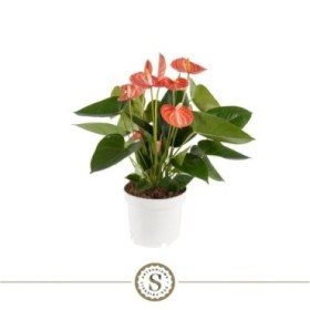 ANTHURIUM  M12 LIVIUM ORANGE